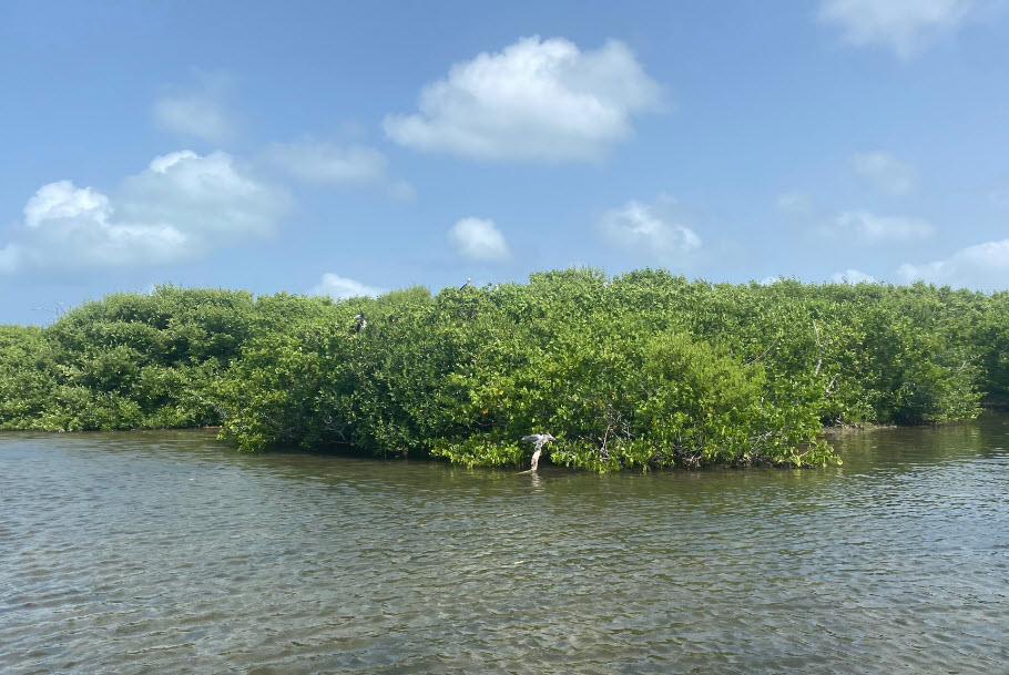 Barbuda Frigate Bird Sanctuary, Antigua and Barbuda